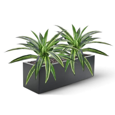 Dracena bukiet (40 cm)