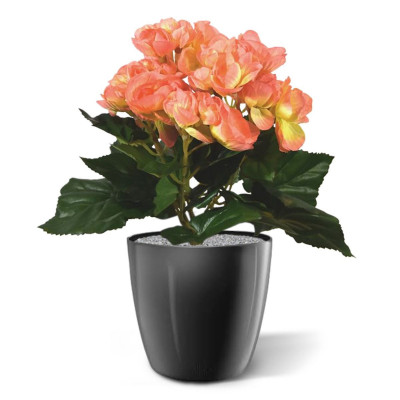 Begonia (20 cm)