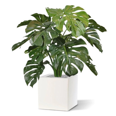 Monstera bukiet (75 cm)