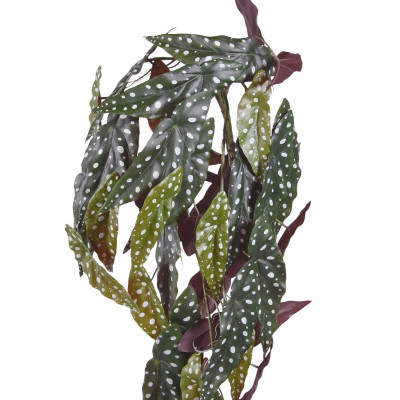 Begonia (80 cm)