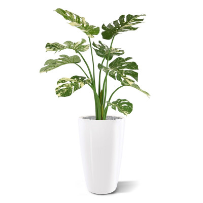 Mākslīgā monstera (95 cm)