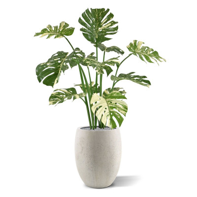 Monstera (110 cm)