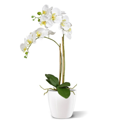 Phalaenopsis Orkide x2 (65 cm)