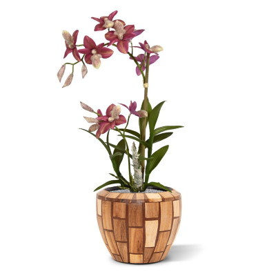 Örumcek Orkide (50 cm)