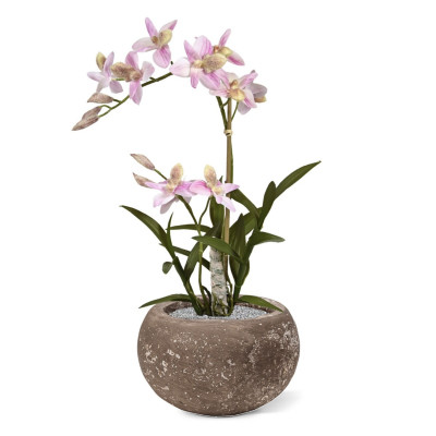 Orhidee (50 cm)