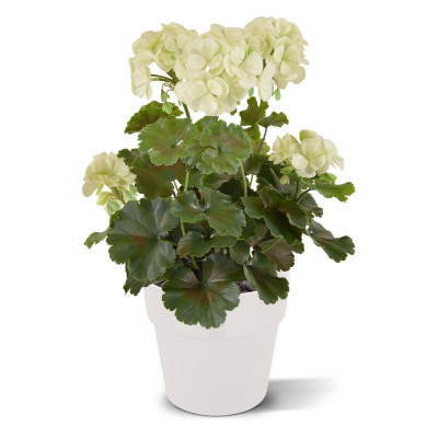 Pelargonia UV-suojalla (38 cm)