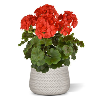 Pelargonia UV-suojalla (40 cm)