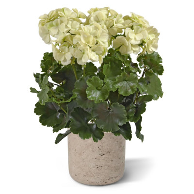 Pelargonia UV-suojalla (38 cm)