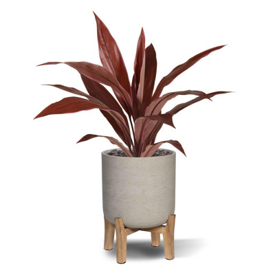 Dracaena (60 cm)