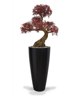 Ming Aralia Bonsai (90 cm) UV