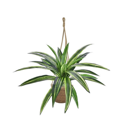 Dracena Massangeana (40 cm)