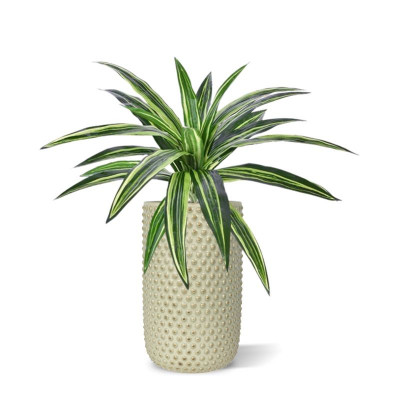 Dracena (40 cm)