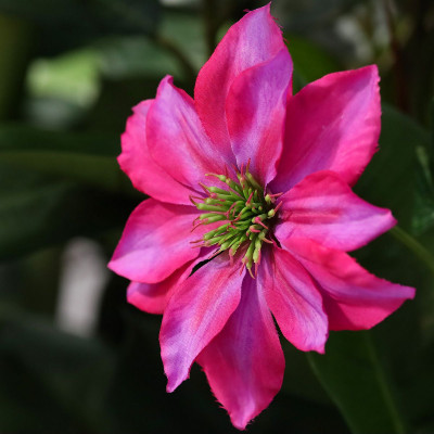 Ramo de Clematis (90 cm)