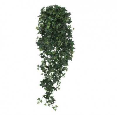 Hedera (120 cm)