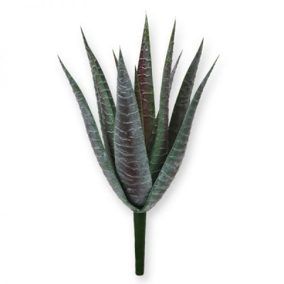 Aloes bukiet (30 cm)