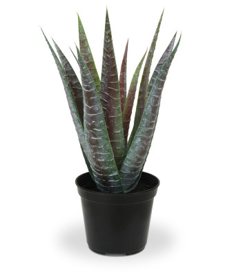 Aaloe (30 cm)