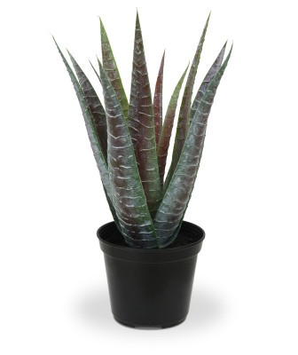 Aloes bukiet (30 cm)