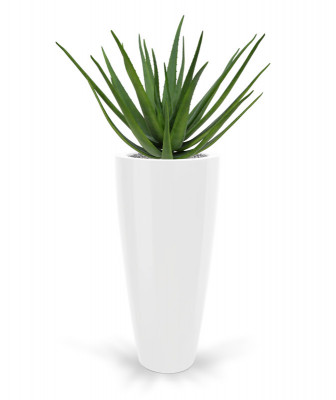 Aloes bukiet (70 cm)