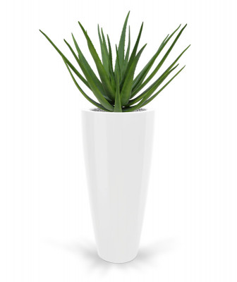 Aloe vera buket (70 cm)