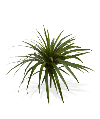 Dracena obrzeżona (50 cm)