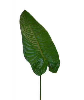 Alocasia yaprağı