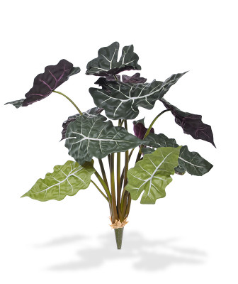 Alocasia buket (65 cm)