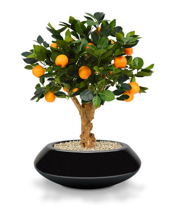 Pomarańcz Bonsai (65 cm)