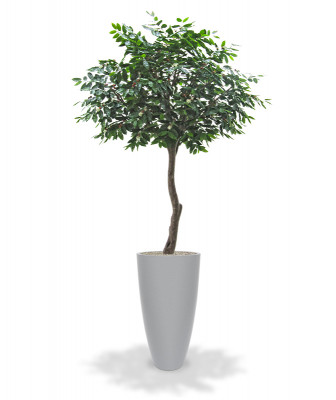 Кофейное дерево аравийское (320 см)