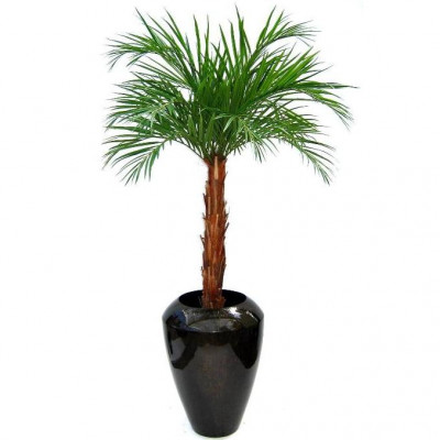Mākslīgā Areka palma (175 cm)