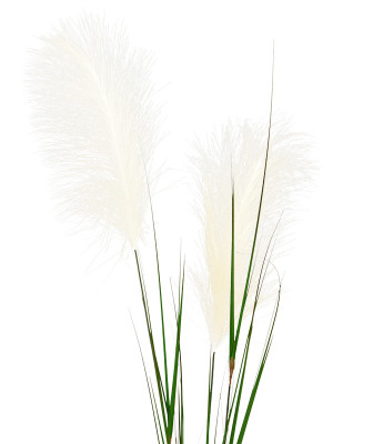 Пампасная трава (кортадерия) (120 cм)