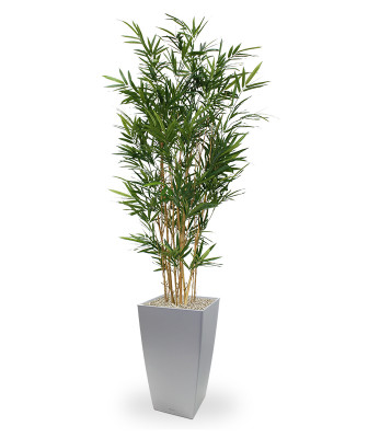 Bambus Royal (165 cm)