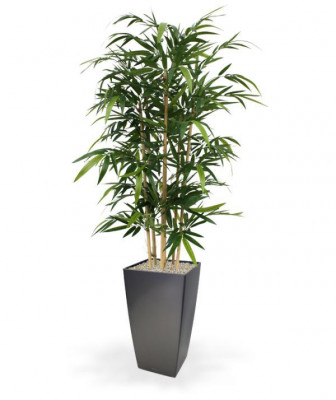 Bambus (150 cm)