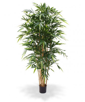 Bambu (180 cm)