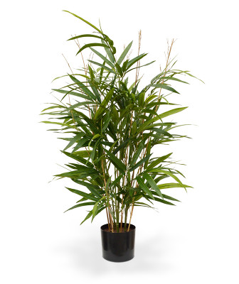 Bambu (70 cm)