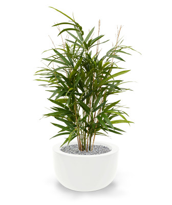 Bambus Royal roślina (70 cm)