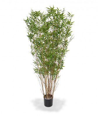 Bambu (160 cm)