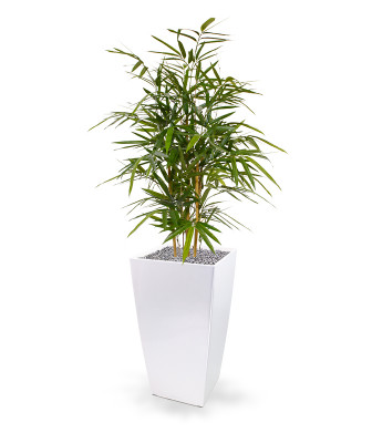 Bambus Royal roślina (95 cm)
