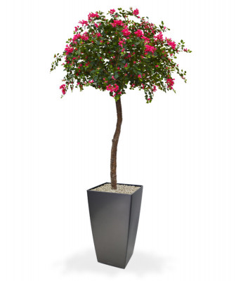 Bugenvillea (275 cm)