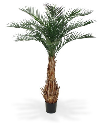 Datlipalm (180 cm)