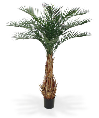 Palma królewska (180 cm)