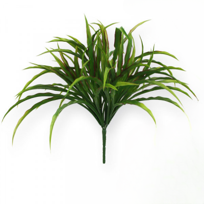 Dracena 25 cm