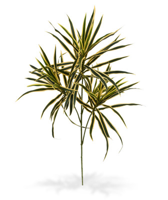 Dracena gałązka (80 cm)