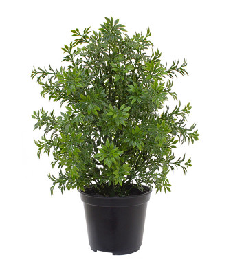 Eukaliptus roślina (30 cm) UV