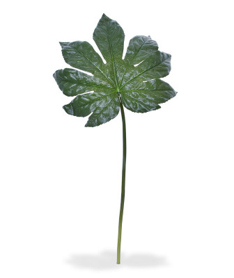 Fatsia yaprağı (81 cm)