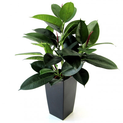 Philodendron (50 cm)