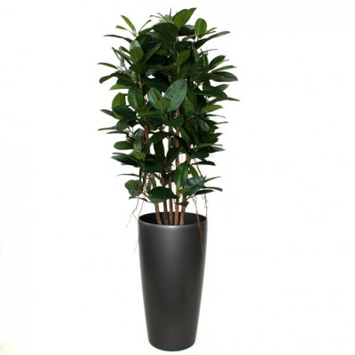 Filodendron (150 cm)