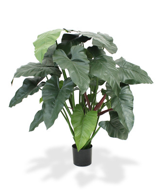 Filodendron XL (120 cm)
