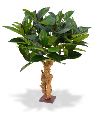 Philodendron (80 cm)