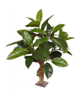 Philodendron (70 cm)