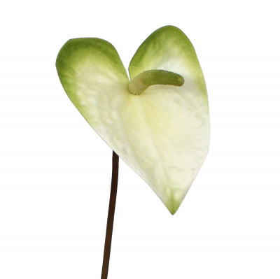 Anturium cięty kwiat (55 cm)